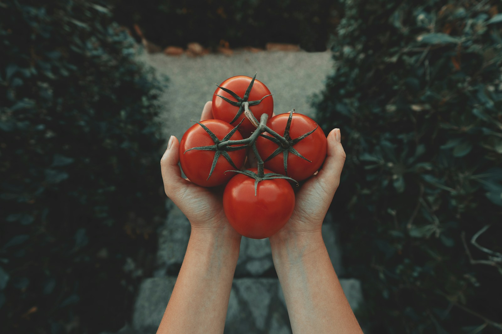 Jak szybko obrać pomidory ze skórki?